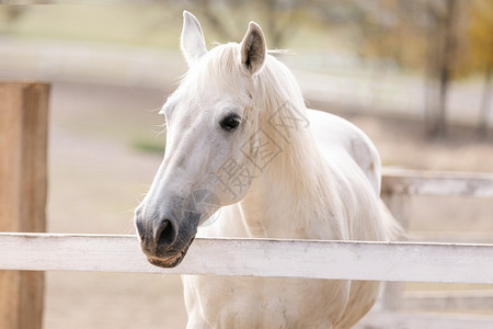 白马匹野的美丽匹野的白色匹野的美丽高清图片