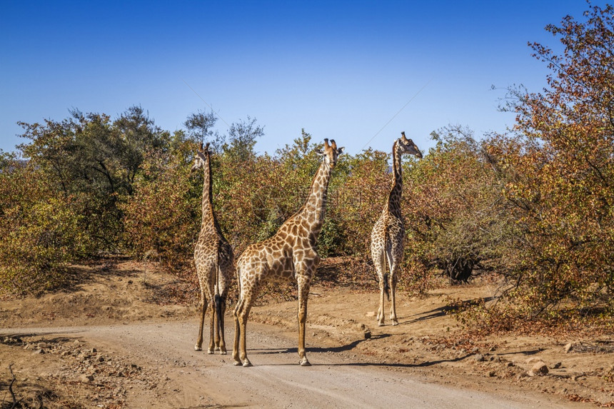 在非洲南部的Kruge公园中3条长颈鹿在沙捞砂砾路上非洲南部的Kruge公园中长颈鹿在Girafde的Spcigrafcomlp图片