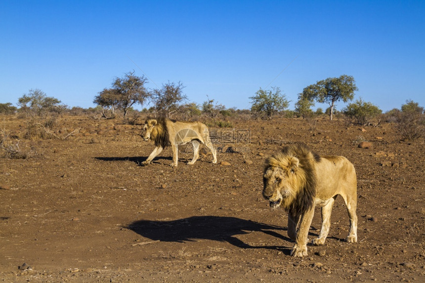 在非洲南部的Kruge公园干燥低地行走的非洲狮子Felida的SpciPanthrLo家族图片
