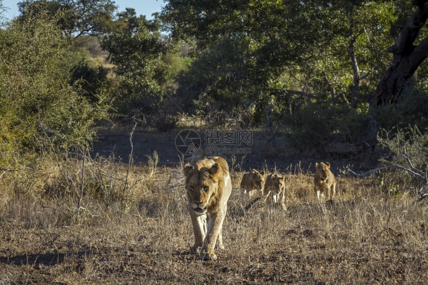非洲狮子与三个幼崽一起在南部非洲的Kruge公园前视线行走Felida的SpciPanthrLo家族图片