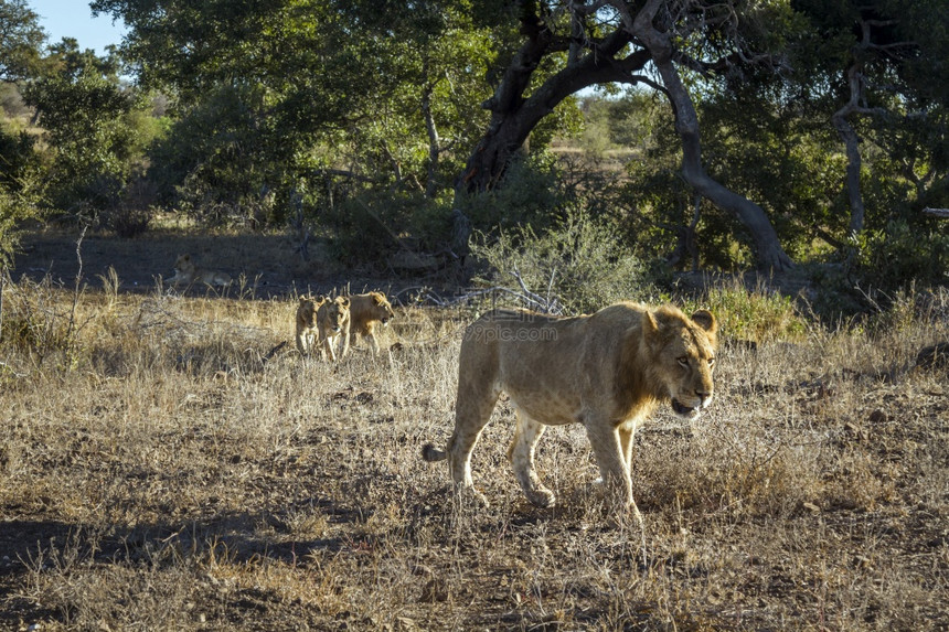 非洲狮子与三个幼崽一起在南部非洲的Kruge公园前视线行走Felida的SpciPanthrLo家族图片