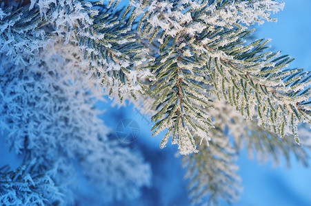 绿云杉圣诞长青雪树蓝调鲜冬天背景圣诞节长青雪树圣诞节长绿雪树背景