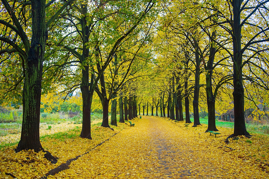 植物园公的美丽秋天小巷图片