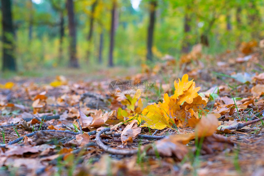 秋天在森林中落叶地图片