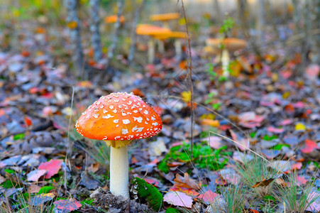 秋天森林里的蘑菇近视高清图片