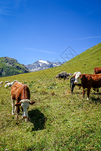 在高山放牧中的奶牛图片