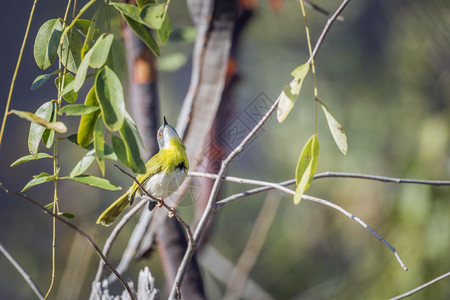 黄胸鹀站在非洲南部Kruge公园灌木丛中的男非洲南部Kruge公园的cistoldae家族的Spcialsfvd背景