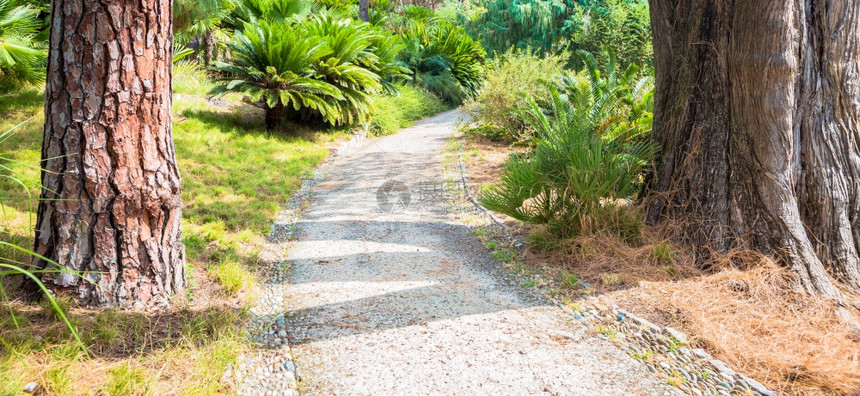 道路和树木图片