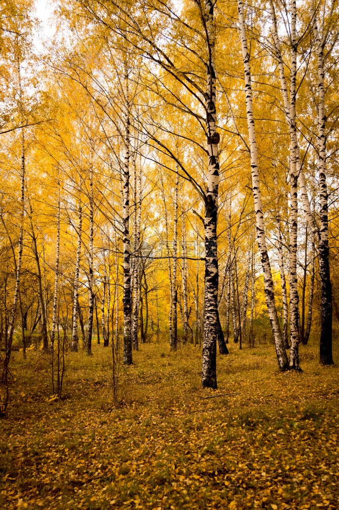 秋天风景树上有枝黄叶背景图片