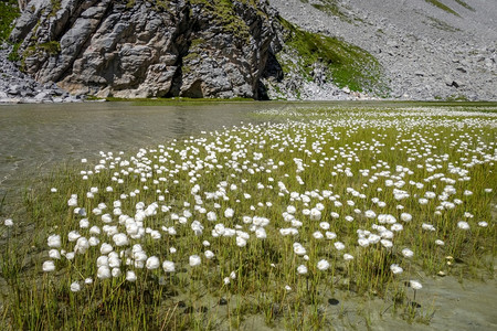 奶牛湖上高山浮冰花朵华丽公园法郎高清图片