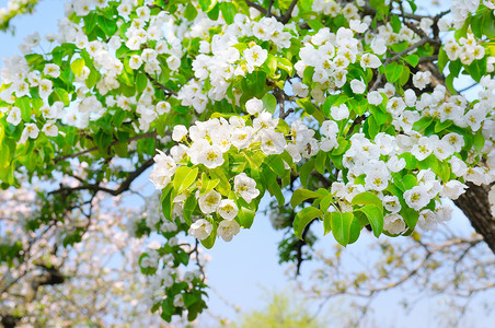 春秋花梨的树枝在天空背景上高清图片
