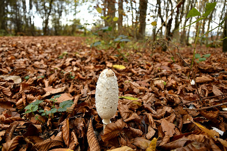 雨伞蘑菇森林地板上的年轻蘑菇图片