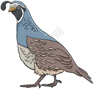 小鹌鹑漫画插图滑稽的鸟动物格插画