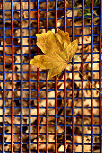 座椅蓝色网格上的秋绿叶背景图片