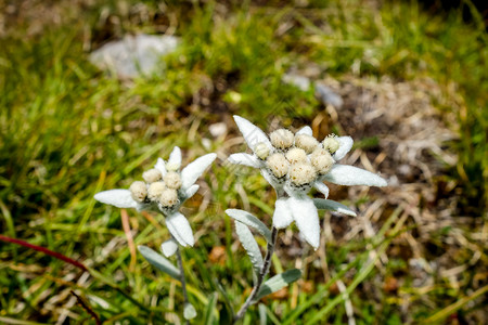 花朵紧贴在华丽公园花朵在华丽公园图片