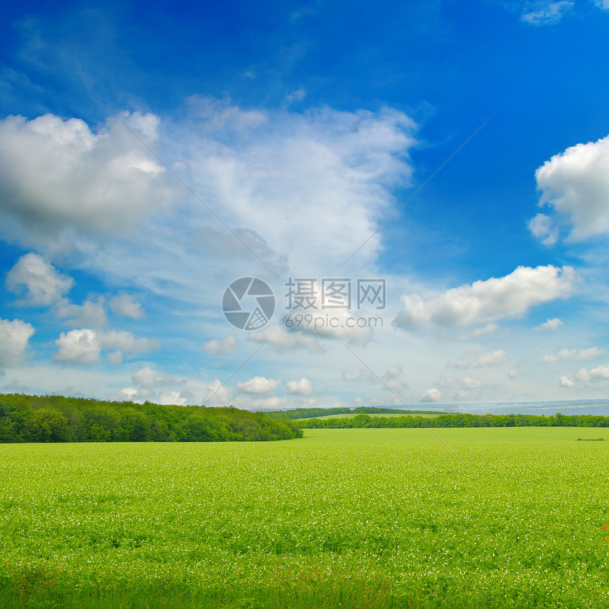 绿豆田和蓝天空云彩明亮农业景观图片