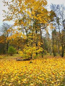 林中美丽的秋树有金叶图片