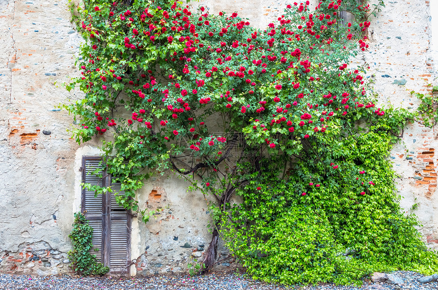 夏季的浪漫古董玫瑰地点在意大利北部图片