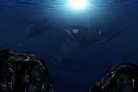 月光下鲸鱼3D虎鲸变形的数字图解背景