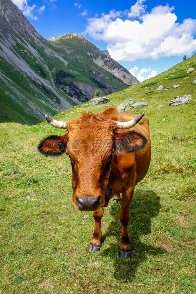高山牧草中的奶牛图片
