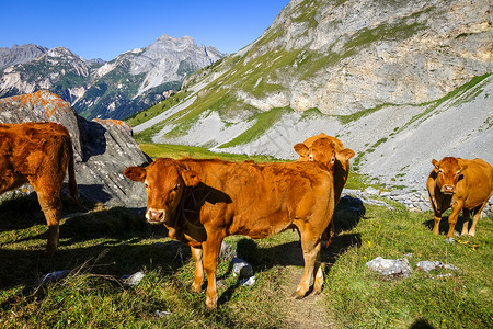 高山牧草中的奶牛高清图片