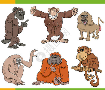 猿类和猴子灵长动物格插图图片