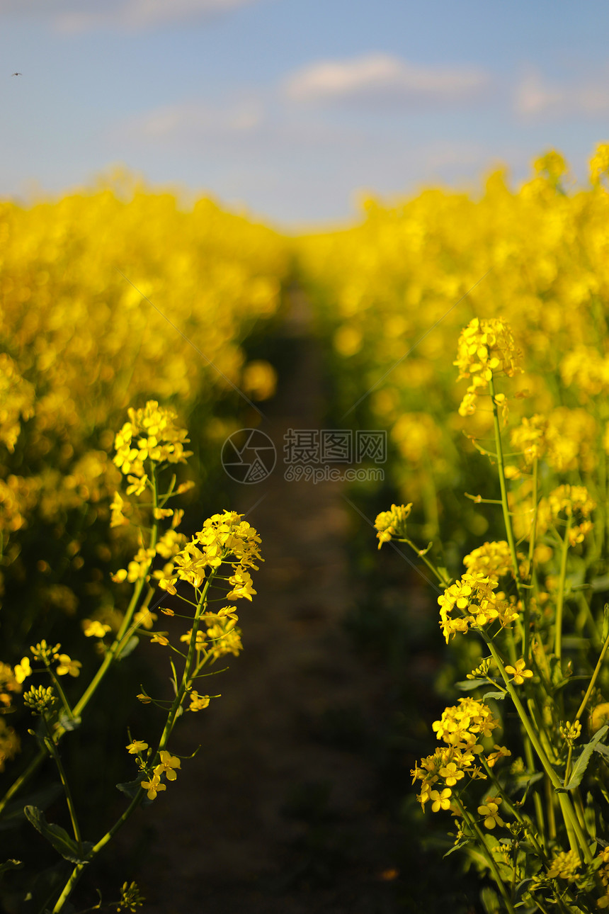 春季万亩油菜花盛开图片