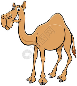 热带骆驼漫画动物特点的插图图片