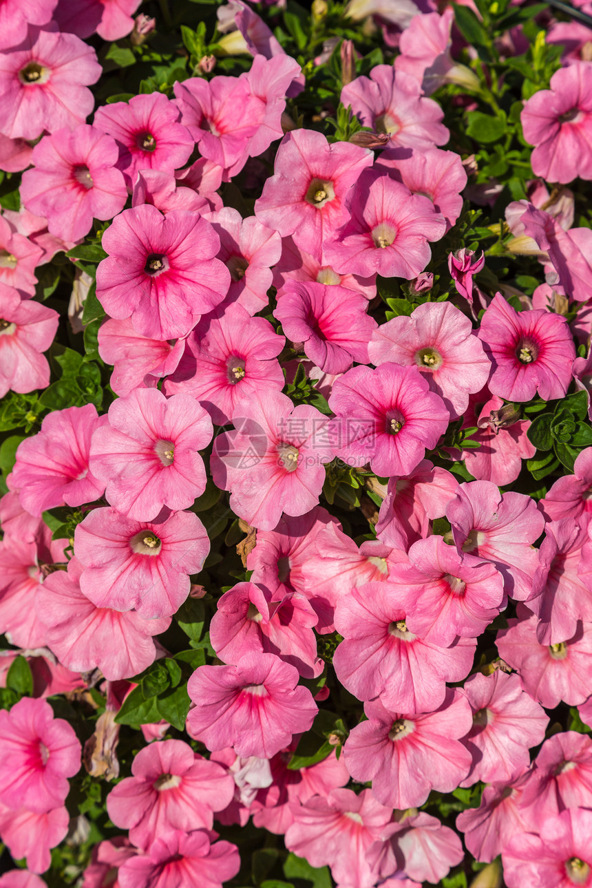 夏日花园里粉红色朵的背景图片