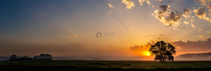 美丽的日出在绿色田野和夏天清晨的一棵树上图片