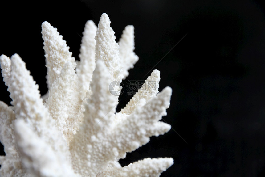 黑色背景上分离的干珊瑚枝黑底干珊瑚枝图片