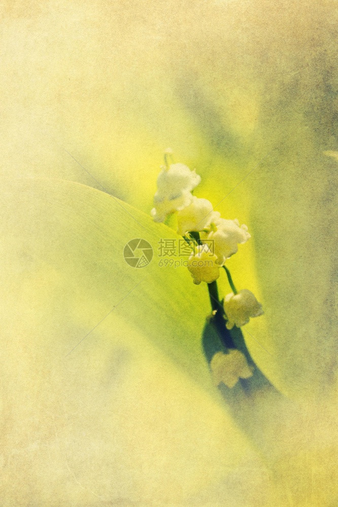 山谷里的白花朵是李丽树叶绿色的大纸质背景图片