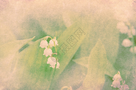 山谷里的白花朵是李丽树叶绿色的大纸质背景高清图片