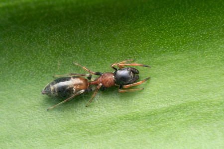 雌蚂蚁冬眠模仿蜘蛛弥米拉氏类动物punemahrstIndi图片