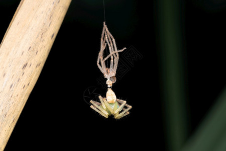 印度马哈拉施特拉邦普纳奥利奥斯梅莱蒂绿色猎人蜘蛛蜕皮图片