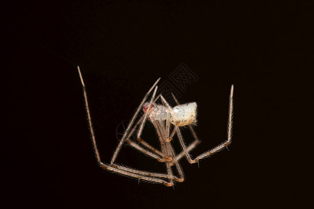 双脚蜘蛛低萨赫亚德里塔拉马哈施特印地安那图片