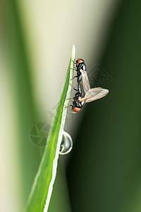 印度马哈拉施特拉邦萨塔拉的一对眼蚊交配图片