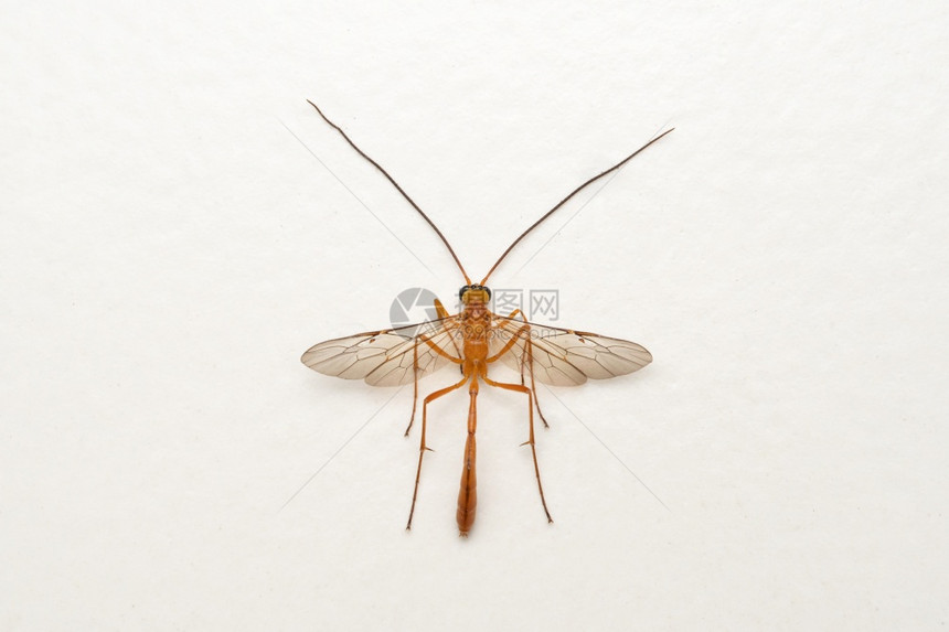 短尾脊髓灰质炎黄蜂阴道萨塔拉马哈施特印地安那图片