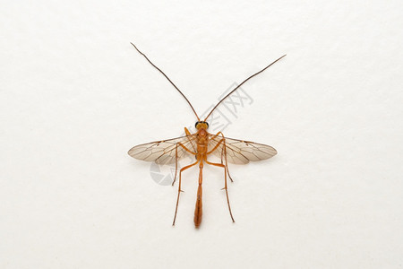 短尾脊髓灰质炎黄蜂阴道萨塔拉马哈施特印地安那高清图片