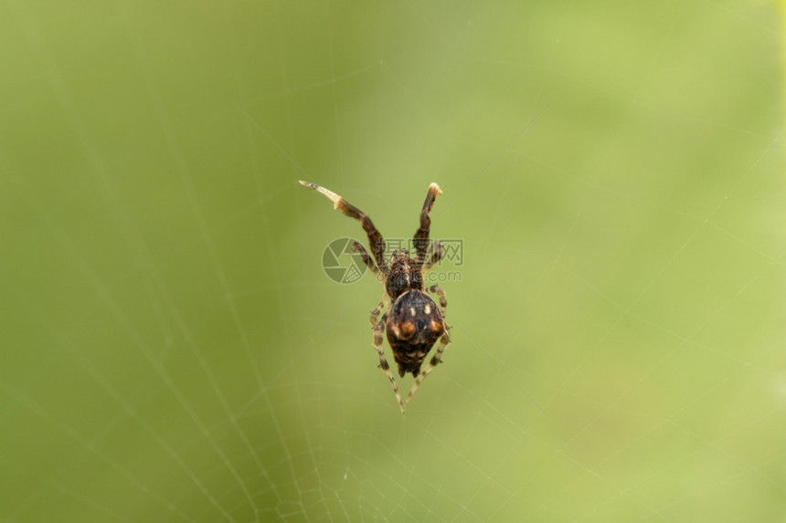 雄网状织蜘蛛乌龙卷风洛博里海马哈拉施特因迪亚图片