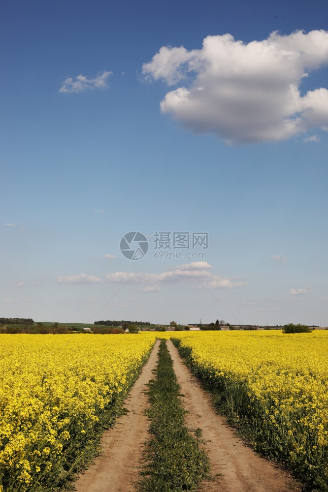 黄色种子在天空背景上,有选择地聚焦于颜色,有成熟的种子、农业背景的 canol野外。黄色种子在天空背景上,有选择地聚焦于颜色。 图片