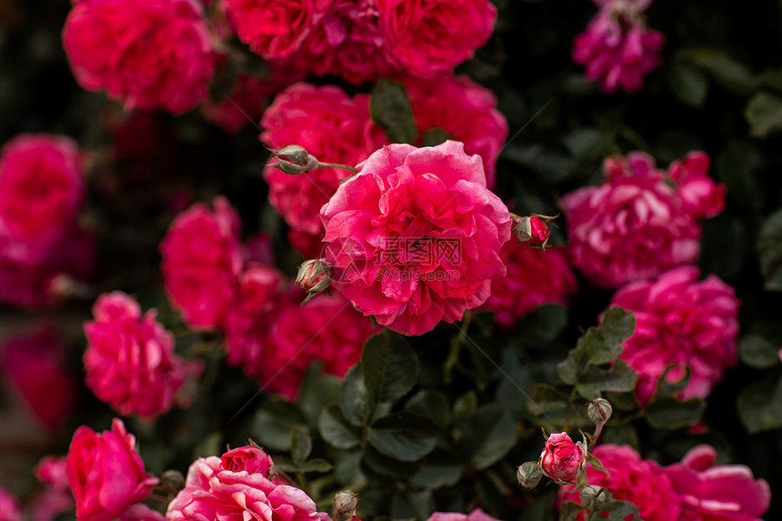 繁茂的粉红玫瑰花丛满的朵在园里满的粉红玫瑰花丛图片