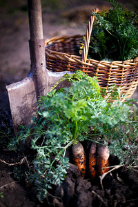 收获胡萝卜花园的篮子里有很多胡萝卜还有附近的铲子图片