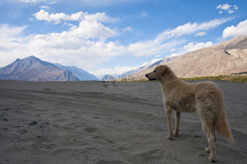 在努布拉河谷的狗山地背景莱赫拉达印地亚图片