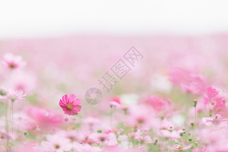 自然花园中的粉红宇宙花田背景图片