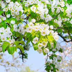 梨子的花枝开春天园选择焦点背景