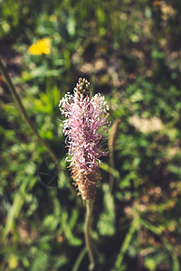 花卉在草公园Francie图片