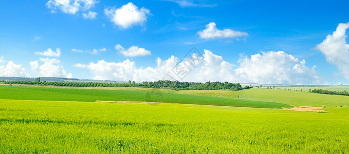 绿色小麦田和蓝云天空宽广的照片背景图片