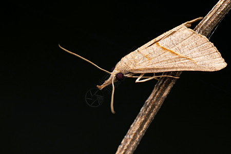 刺蛾幼虫控制摄影高清图片