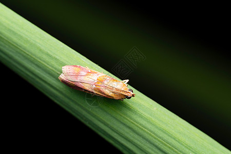 狭叶藻半风疹生物学高清图片